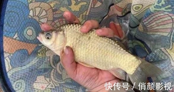 鲤鱼|就这鲤鱼饵还值200块？老钓手被惹怒：1000块都不卖你