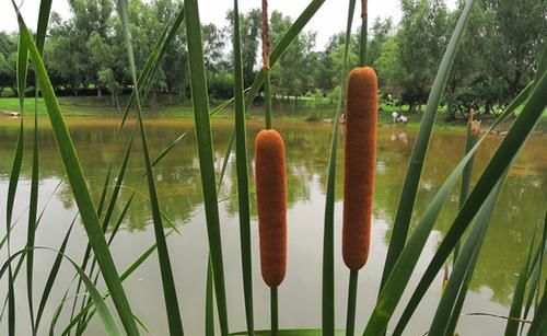 香蒲草|1种长在河边的“野草”，人称“水蜡烛”，全身是宝价值高