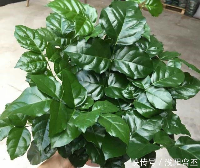 家中若能开“4花”,既是养功到位,又是“财气”到位,恭喜你!