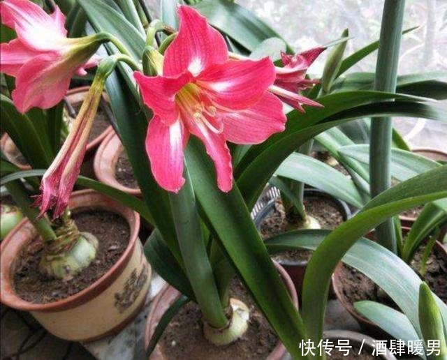 养朱顶红,这几个方面做不好,就会只长叶子不开花!