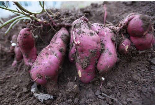 红薯|经常吃红薯,3个益处不请自来,医生却说这两类人最好不要吃