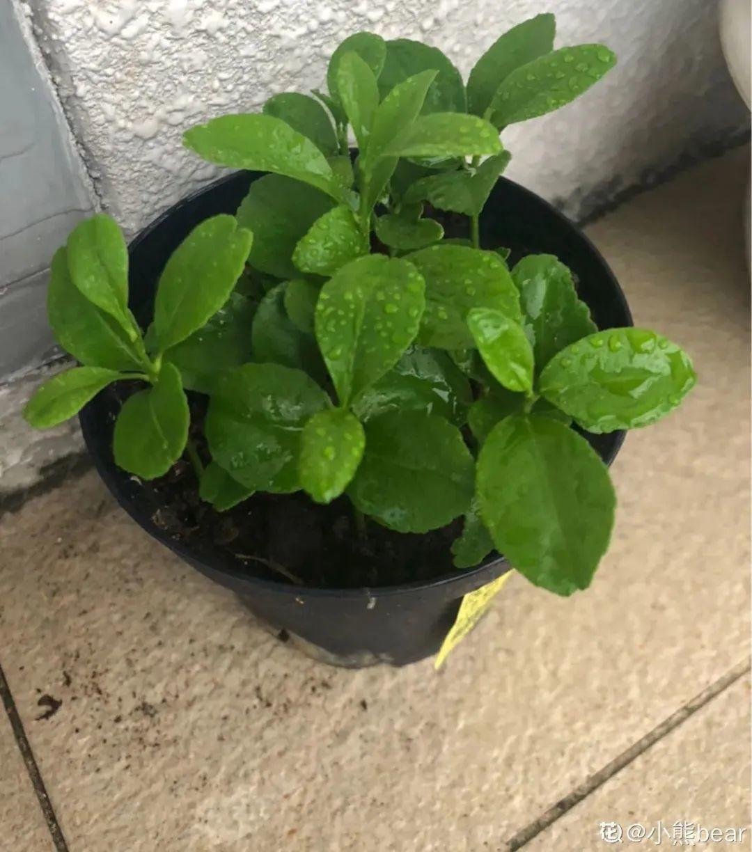 玉米棒子插盆里,7天冒出小森林,比绿萝吊兰好看