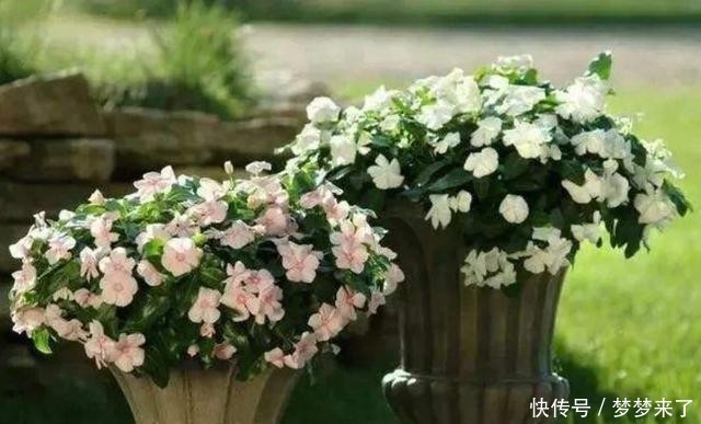 养花|和别人养同样的花,为何差距那么大?关键5点要了解,要有针对性