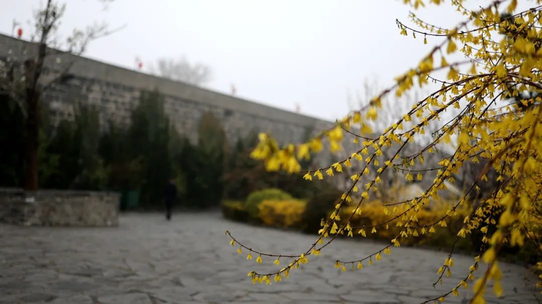 春雨初歇，蓬莱阁赏花正当时！