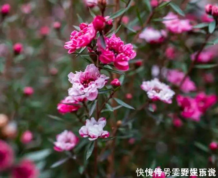 飘香藤|几种花养在家里，一整年都有好运气，花开美翻天，大家都抢着买