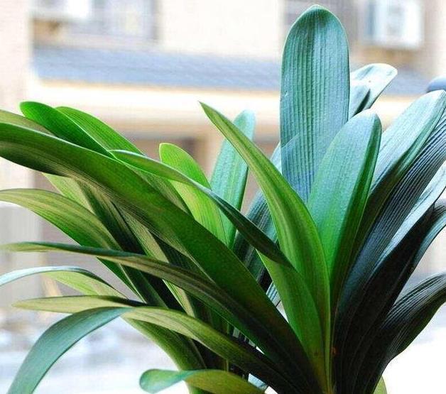 君子兰|给君子兰盆里,丢一点这个,叶子又绿又亮,一年开花两次