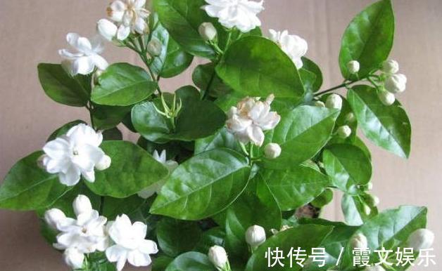 板结|养茉莉花,用什么“土”最合适,特别是新手,这一点一定要注意