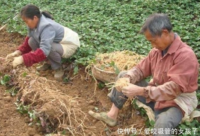 这种农作物1亩可产8000斤,亩产值高达3万元