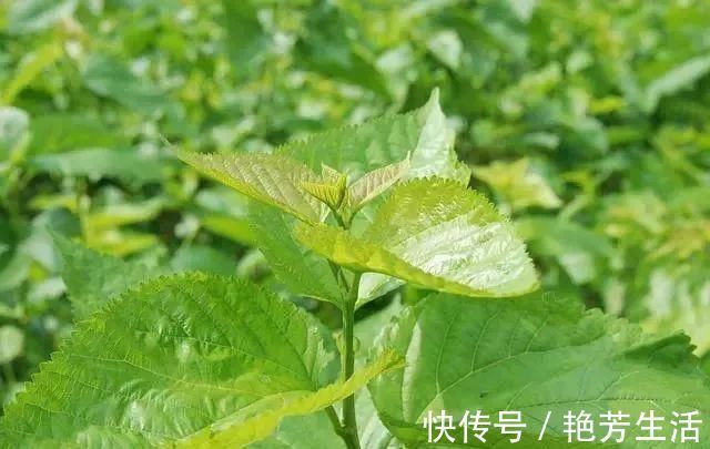 并发症|糖尿病的“祸根”被揪出，别再冤枉甜食，这类食物，管住嘴就是赢