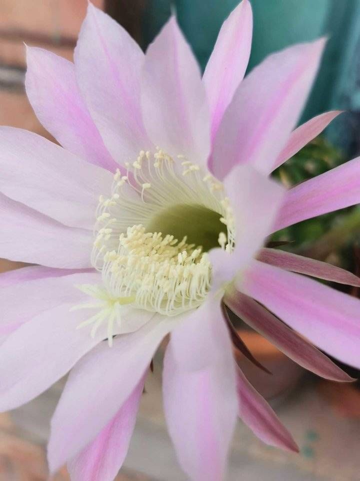 密叶|菜花儿攀墙，密叶下，瓜儿悄悄长