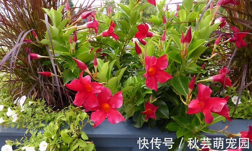 飘香藤爱爬墙、爱开花，家庭盆栽好养漂亮、花期长，人人爱