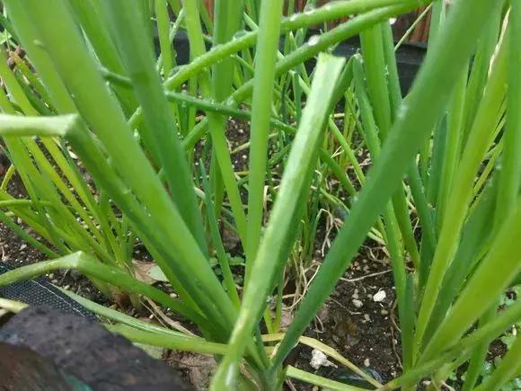日照|阳台种小葱，注意3点，叶子猛蹿，割了一茬又一茬，收获不断！