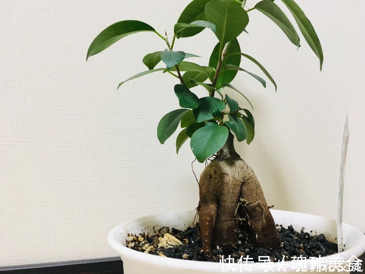 特别适合养成盆景的人参榕，那块状根太“奇葩”，原来是嫁接的