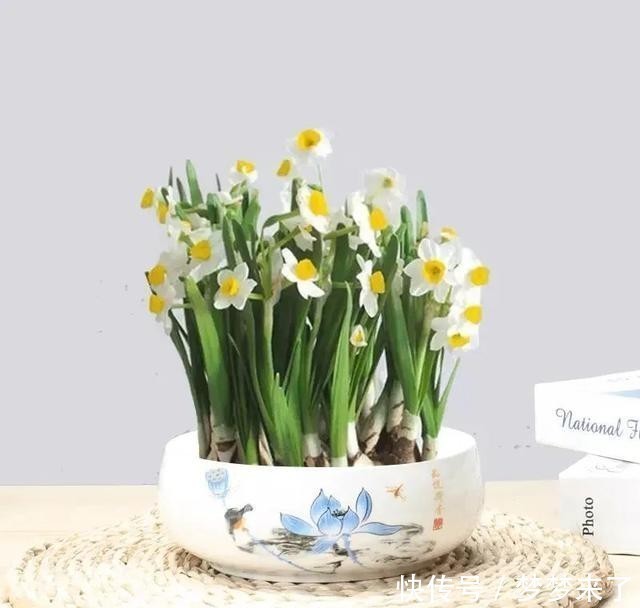 冬天家里气味难闻?就养这4种香味花,花香怡人,好看又好闻!