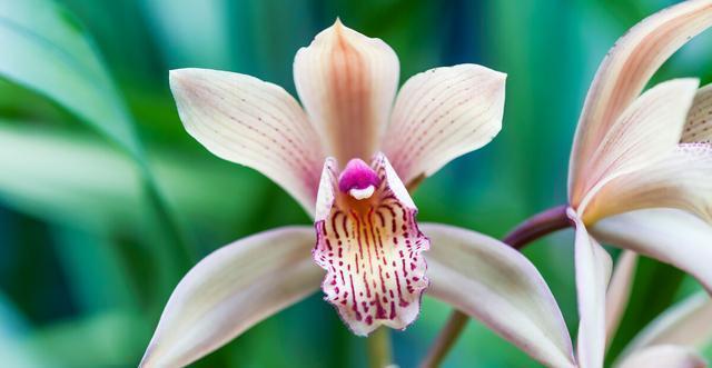 施肥|夏季养兰花要慎重,分清楚养护工作上的事,什么该做,什么不该做