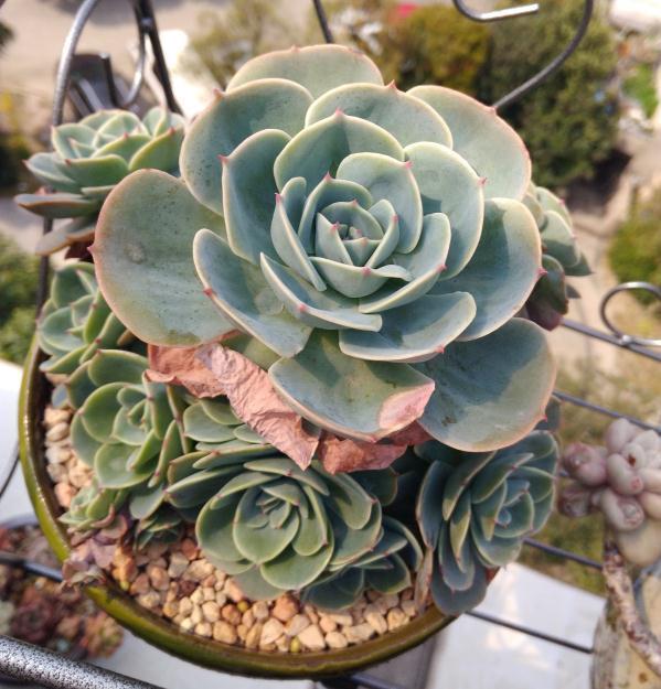 浇水|最难养的9种多肉，生病了难“医治”，新手轻易别碰