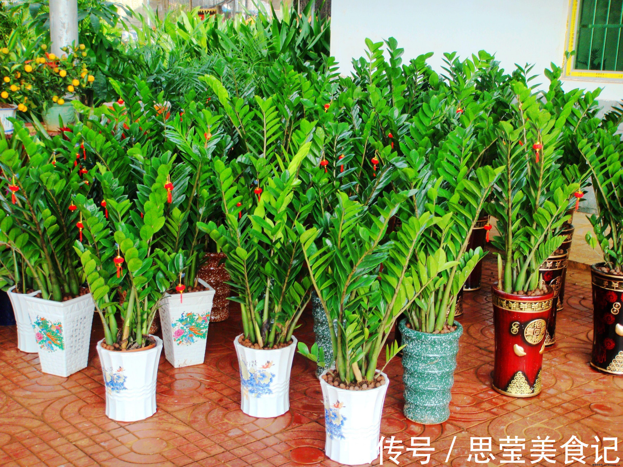 发财树|七种带“钱”的花,好看又好养,寓意吉祥,财源滚滚,建议养一盆