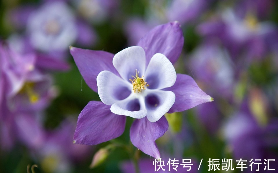 此花有着非常可爱的外表,是只要胸怀希望,努力就会成功