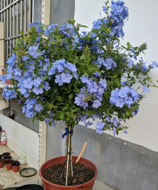 蓝雪花|5种“漂亮花”，一口气开花200天，花量巨大好养活，养一盆赚大了
