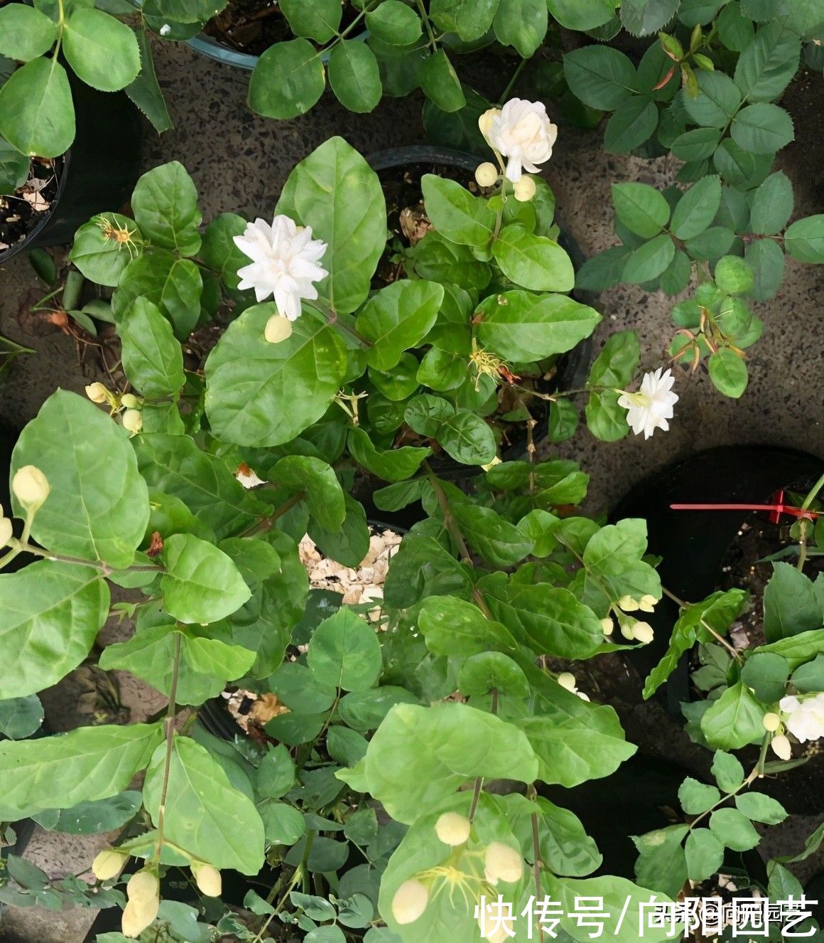 有机肥|夏季给茉莉施肥，有机肥，磷钾肥最好，肥料用对了才能开花