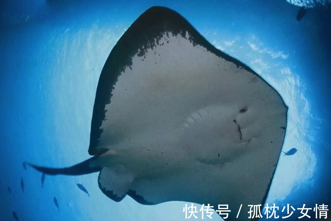 肉毒|5类鱼没营养,对人体有害,但很多人爱吃