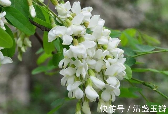 花序|自然界中有些植物的“花序”为什么不尽相同，其中有什么秘密？