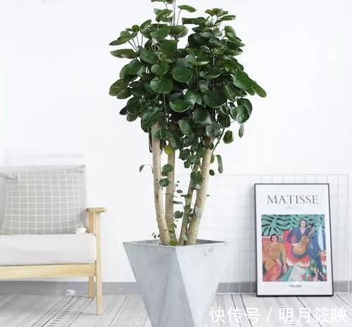 年底选盆栽,5种不开花的“绿植”也不错,充满绿意和生机