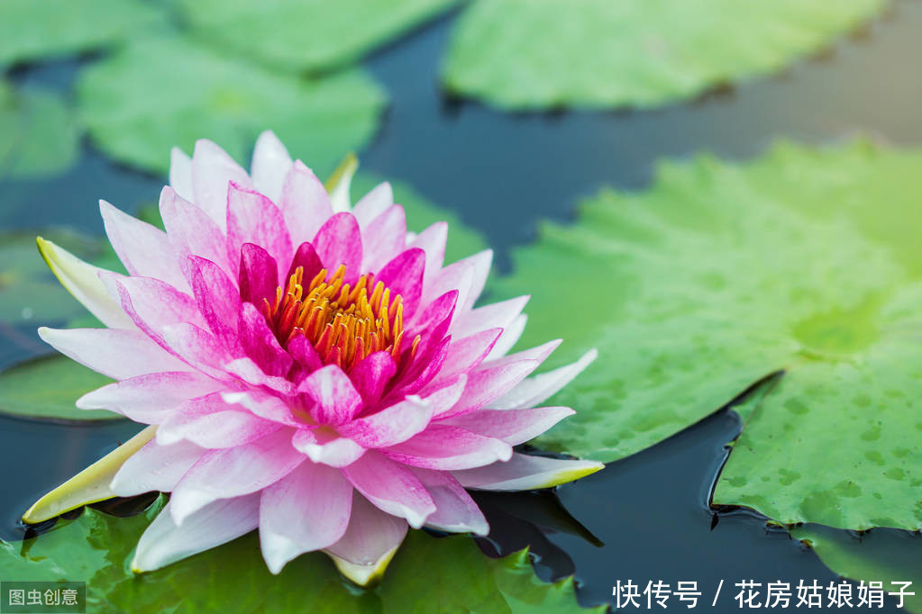 3月栽进水缸的睡莲，掌握4个养殖技巧，才5月初，花就爆缸