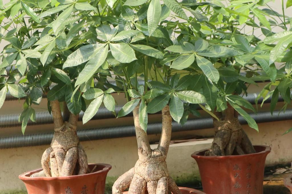 千万要忍住!冬天一浇水就烂根的5种植物,一不小心就只剩盆了!