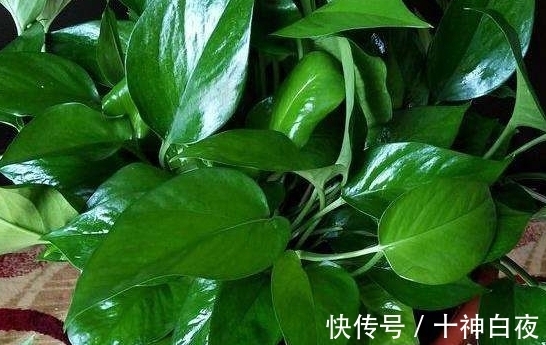 养花强根用黄豆水,制作中多添些“它”就没有臭烘烘的味道