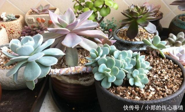 养花尽量不要养多肉！要不然你的生活就会变成这样
