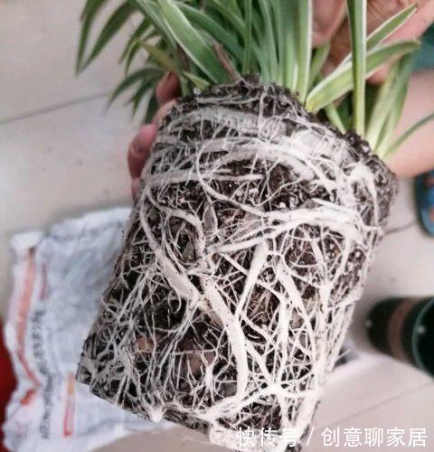 虎皮兰|谁说养花浪费钱?学会这3个小妙招,养花很省钱