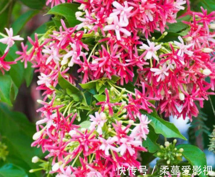 三角梅|家里养此款花卉，便宜又好养，一盆千百朵，枝头花苞满