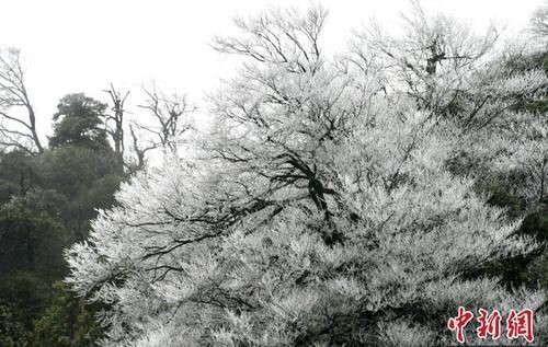 杏花|四川古蔺夜间降雪 虎头山上再现雾凇景观