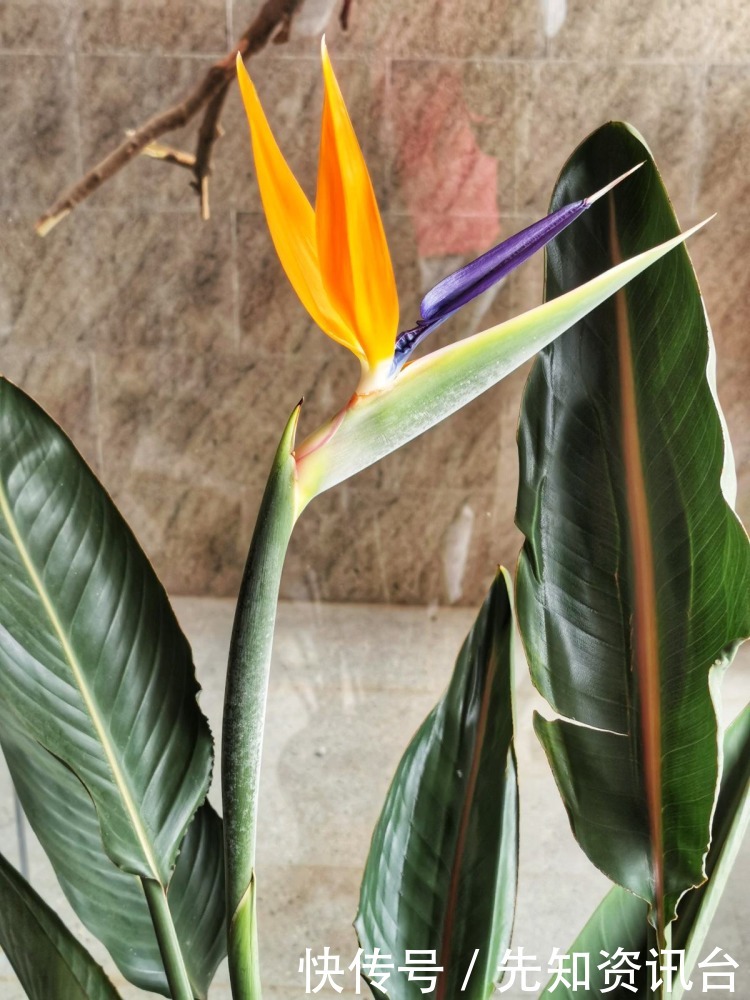 叶子|花卉气质和人的气质相通,你是哪种气质?