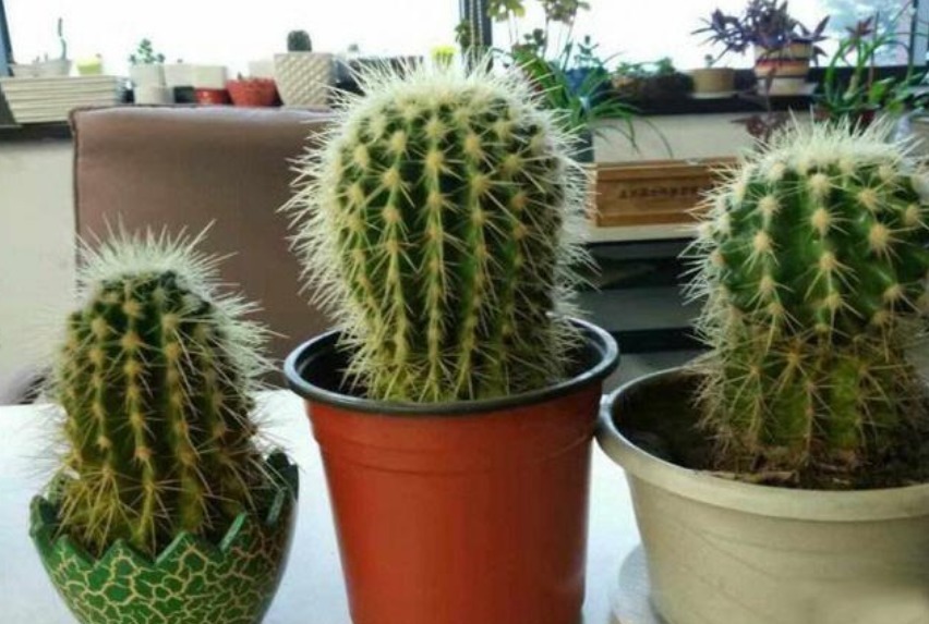 “3种花” 最适合懒人养,越不管长得越旺,管的勤快黄叶又烂根!