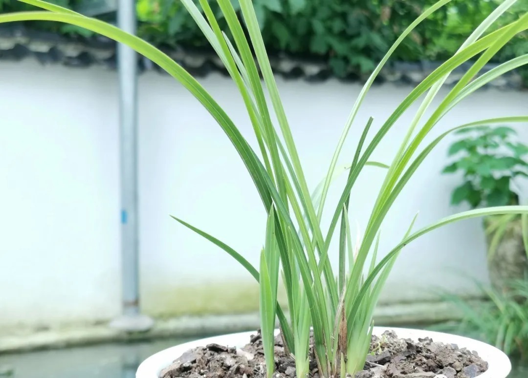 兰花|轻松看出兰花是否烂根?连花盆都不用翻,新手兰友也会看准确
