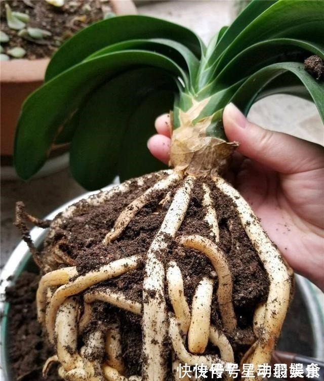 叶土|君子兰盆里放2样东西,啥肥不用给,照样花苞多、叶满盆