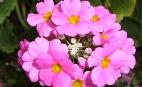 适合阳台养护的花卉,开出漂亮的花球,颜值超高的