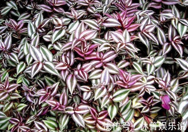 紫竹梅|3种吊兰别这么养,不然疯长爆芽,控制不住!
