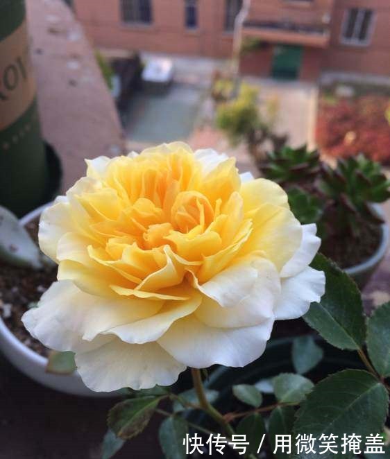 这种花不仅漂亮,还有荔枝味花香,四季开花,还很好养,值得拥有!