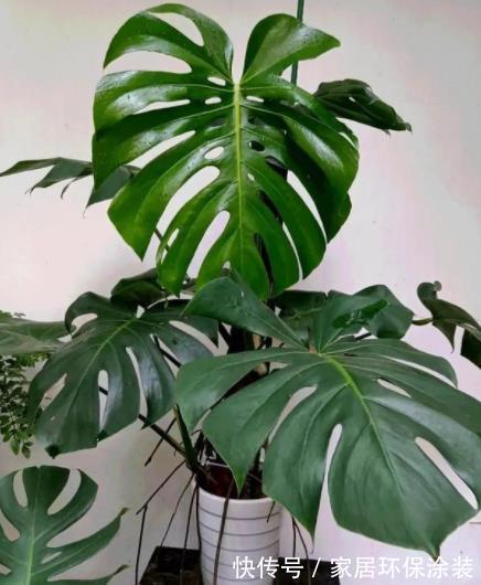 盘点10种漂亮的耐阴花,家里采光不好也能养,专为北阳台而生