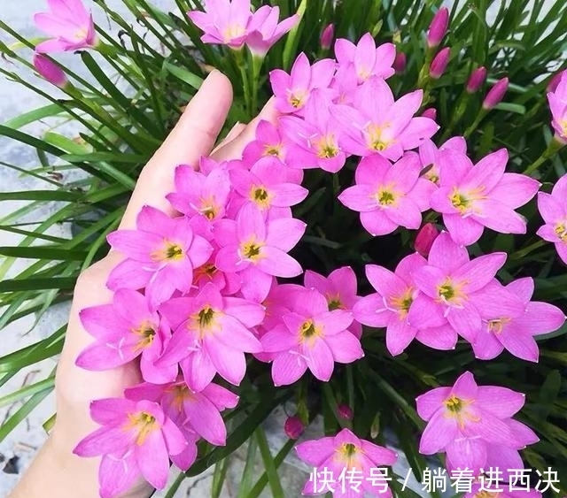 植株|这种花超好养,不怕日晒雨淋,家里养几盆,繁花满枝,清新又养眼