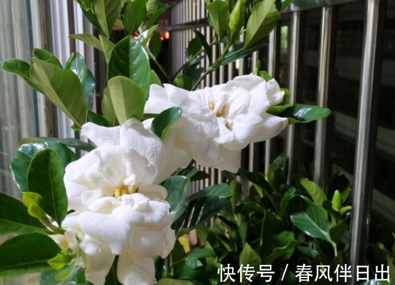 北方地区|室内盆栽栀子花，掌握3要领，下半年花开不断，天天像喷了香水