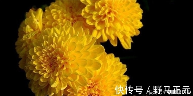 美句@杨万里奇诗美句赏菊四首：菊花自择风霜国，不是春光外菊花