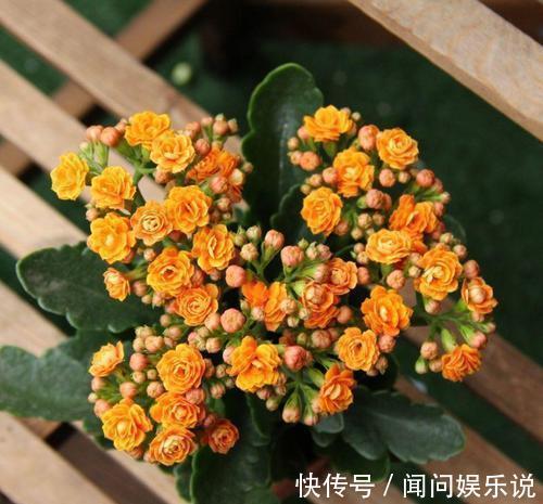洋葱|最厉害的营养液：给长寿花喝一勺，花开鲜艳，花期长达180天！