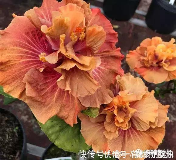 扶桑|1种花一开就是300多天，好养又漂亮，新手懒人都能养！