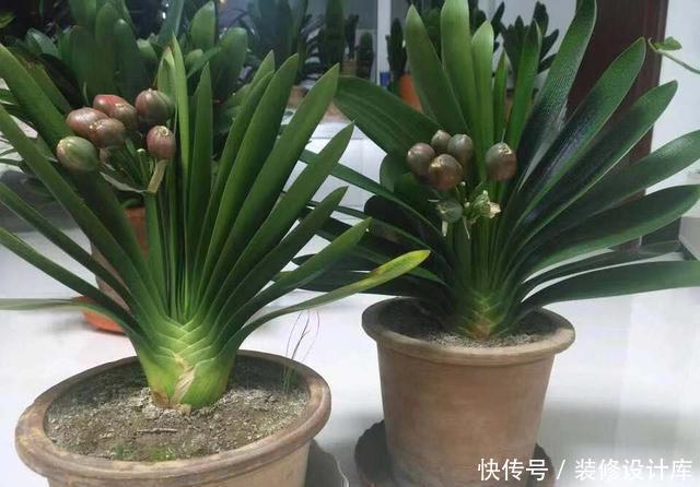 浇灌|张大爷养君子兰,1年就用2种肥料,长的根旺叶绿,开花多、不夹箭