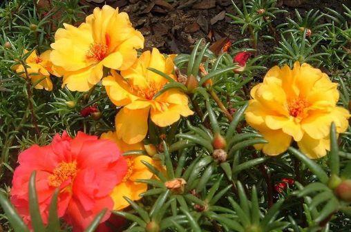 3款花卉,一开就是300多天,全年花开芳香四溢