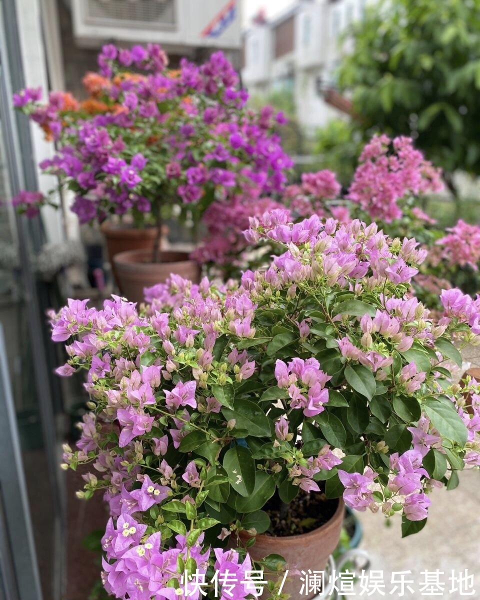 养护|在院子里“粗”养的三角梅,9月满树开花朵,养护有3个关键点